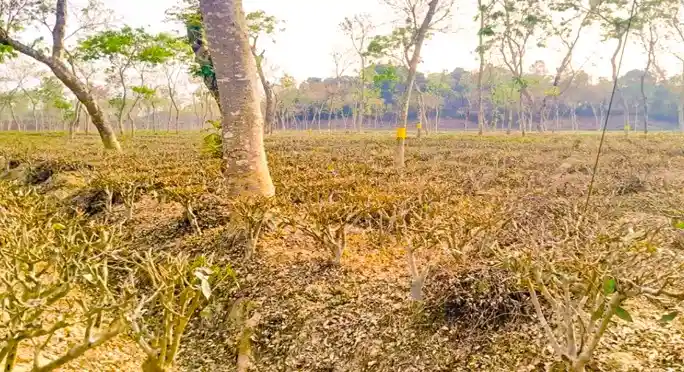 Severe Drought Hits Kulaura Tea Gardens – Production Crisis in Bangladesh